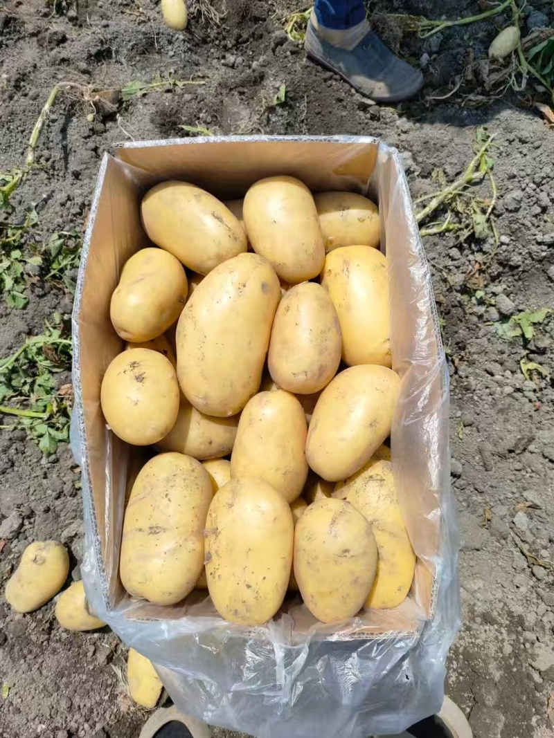 广东黄皮黄心土豆沃土V7土豆基地规格齐全质量保证定制