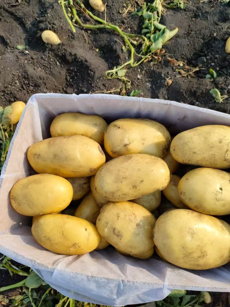 广东黄皮黄心土豆沃土V7土豆基地规格齐全质量保证定制