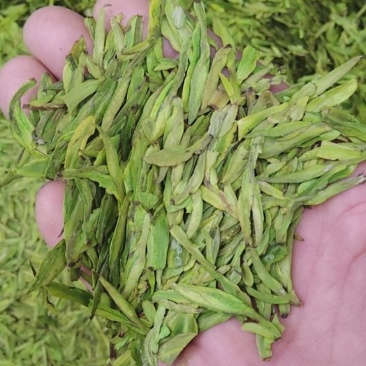 遂昌高山白茶龙井