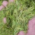 遂昌高山白茶龙井
