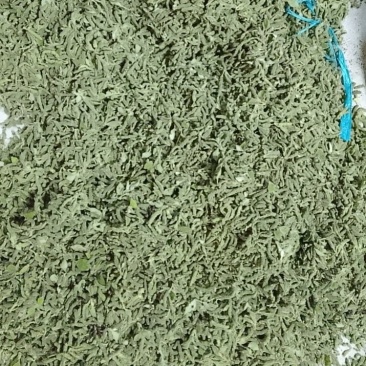 构树穗构穗构棒
