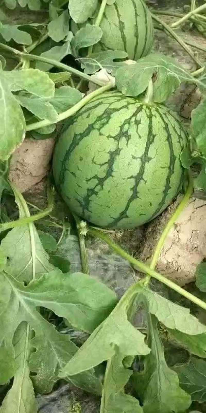 江苏东台脆甜可口皮薄多汁的金蛋蛋欢迎你们！
