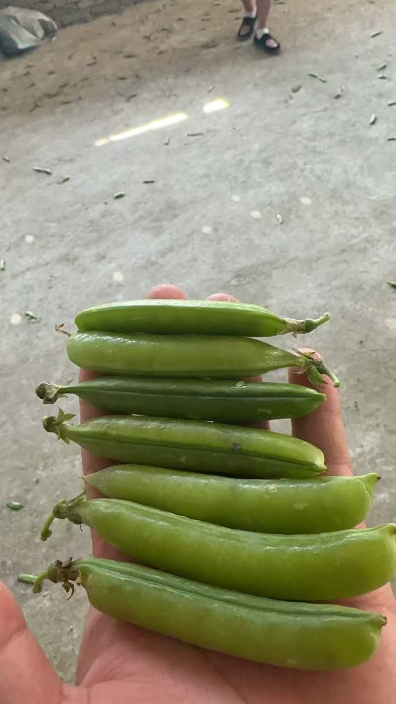 【豌豆】青豌豆湖北豌豆角豌豆甜豌豆保证质量价格电联