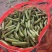 【豌豆】青豌豆湖北豌豆角豌豆甜豌豆保证质量价格电联