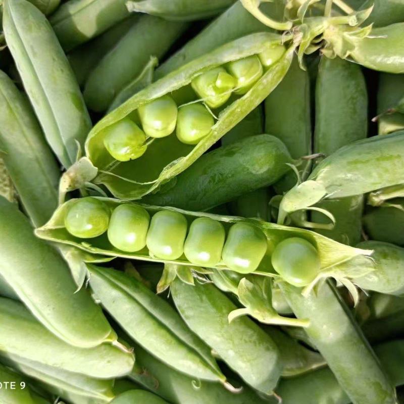 豌豆荚、豌豆，中豌6号，9号，11号，大量供应市场、电商