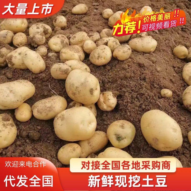 2025年精品土豆货源充足产品足可视频看货
