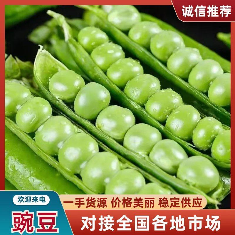 【豌豆】青豌豆湖北豌豆角豌豆甜豌豆保证质量价格电联