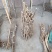 十年以上野生老黄芪个头大，心黄无空心对接全国客商欢迎采购