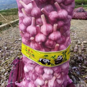 精品云南扒皮大蒜，货量充足，产地直发，欢迎客商来电咨询