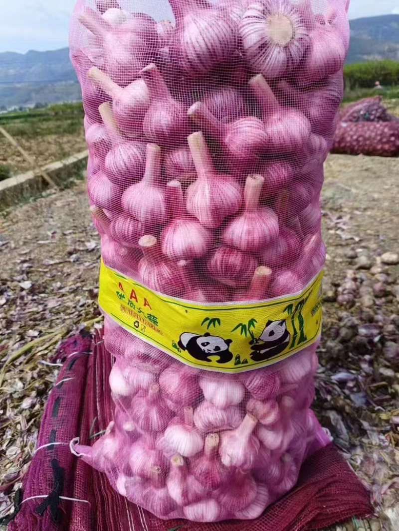 精品云南扒皮大蒜，货量充足，产地直发，欢迎客商来电咨询