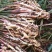 子姜文山子姜云南生姜持续接单量大从优欢迎咨询