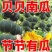 贝贝南瓜苗