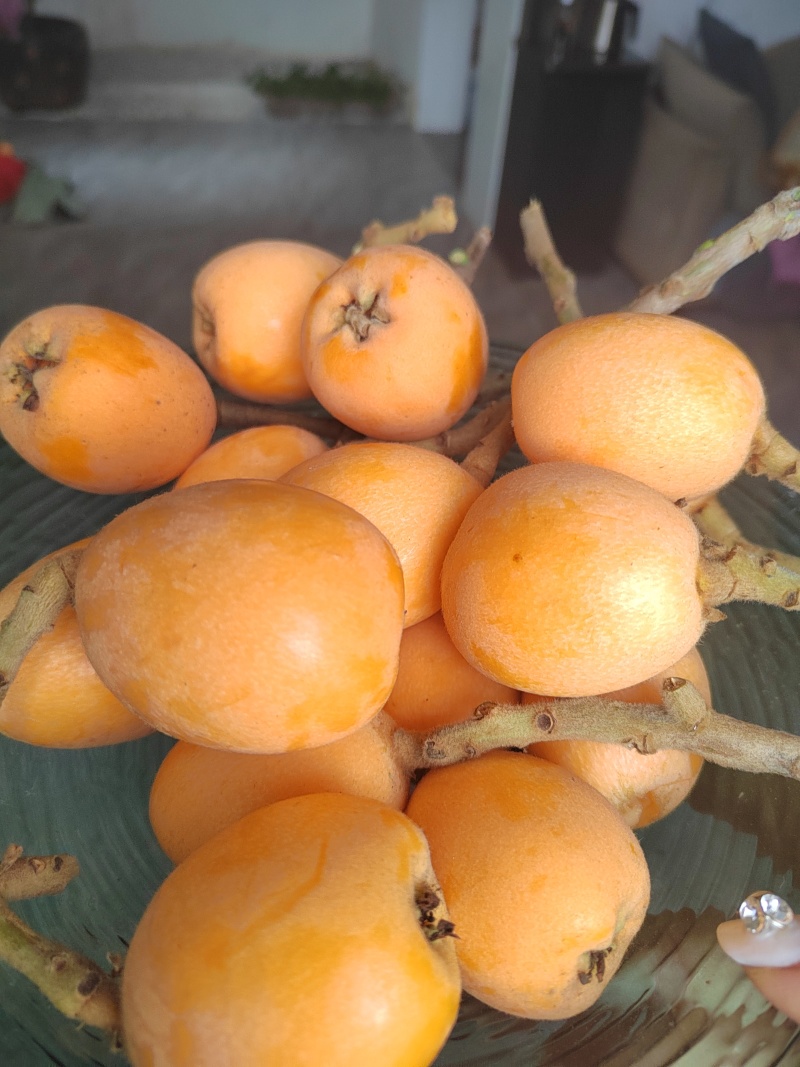枇杷上市了，现货供应