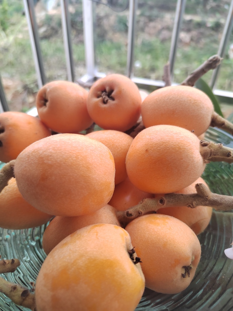 枇杷上市了，现货供应