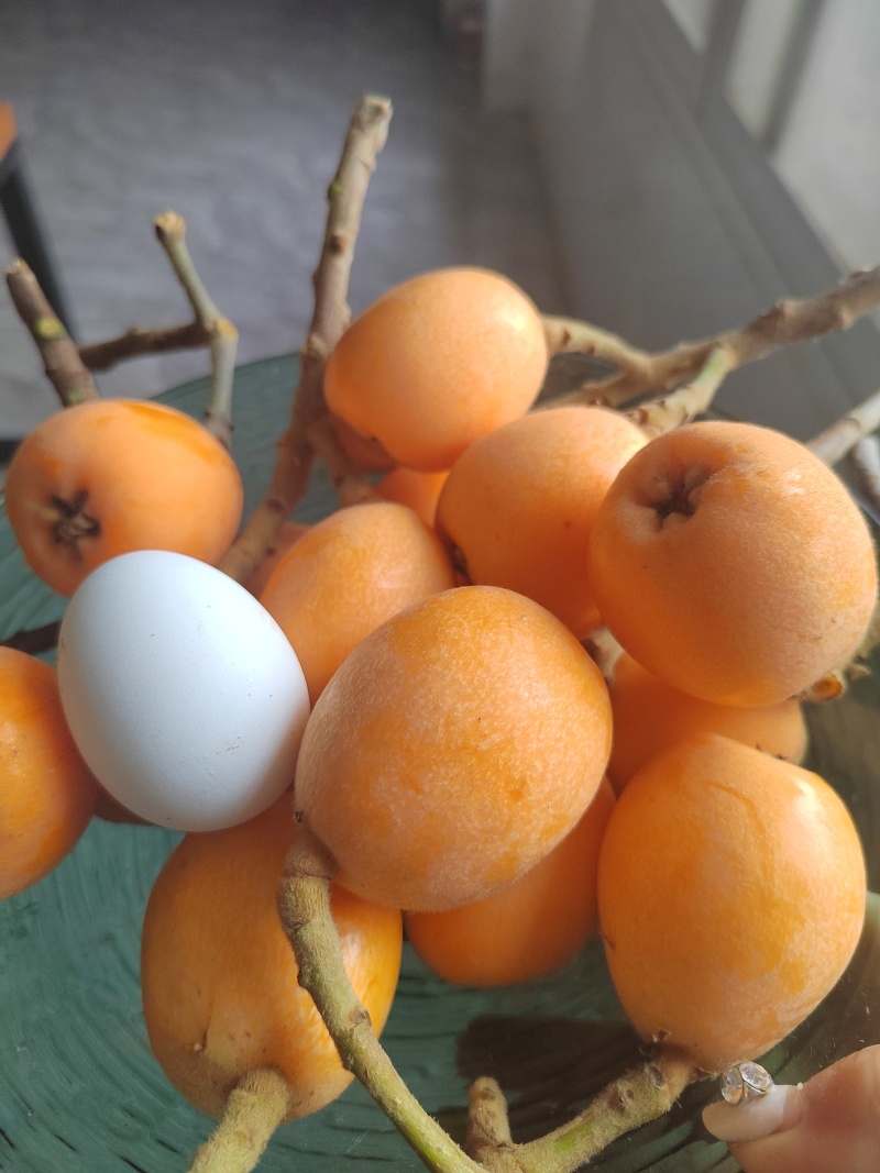 枇杷上市了，现货供应