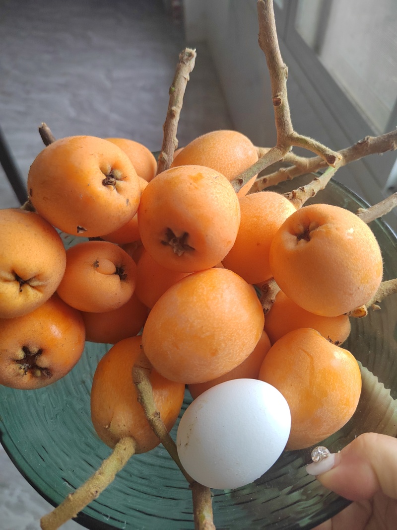 枇杷上市了，现货供应
