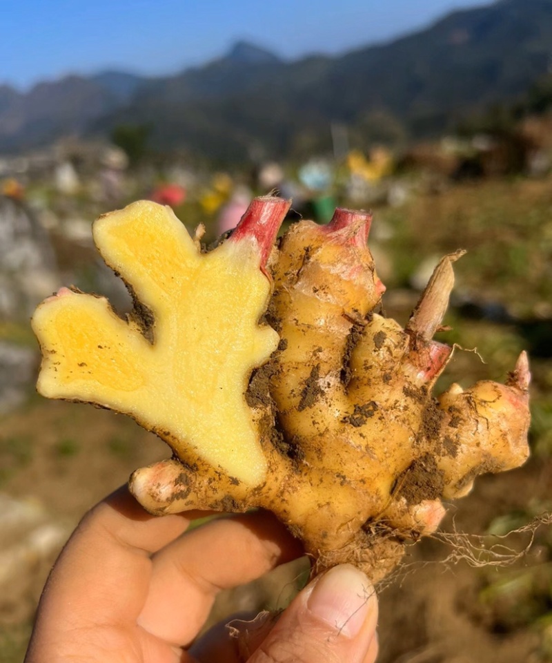 小黄姜文山小黄姜产地直供量大从优代发全国