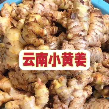 小黄姜文山小黄姜产地直供量大从优代发全国