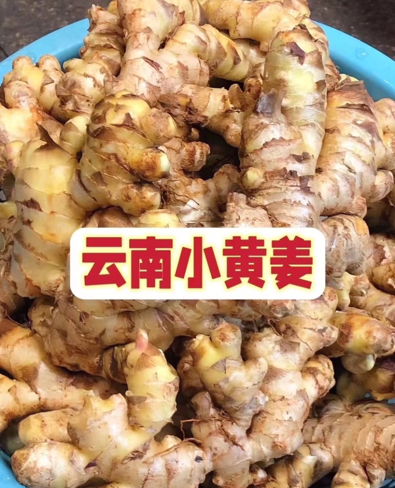 小黄姜文山小黄姜产地直供量大从优代发全国