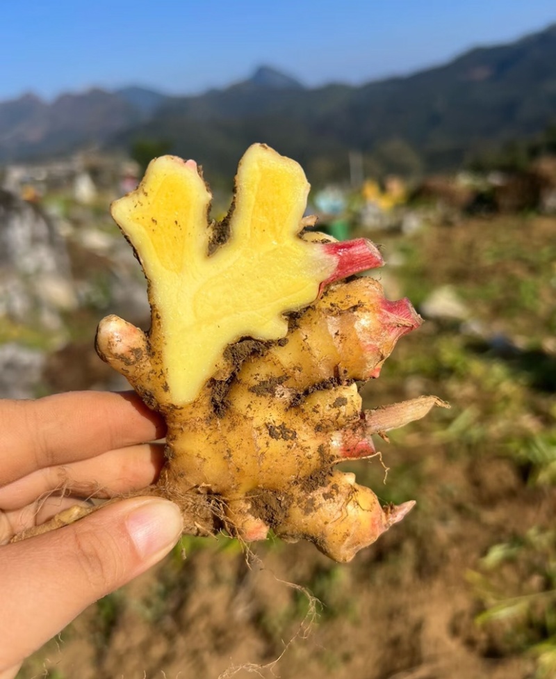 小黄姜文山小黄姜产地直供量大从优代发全国