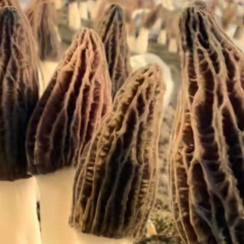 批发羊肚菌，一手货源，全国代收代卖，对接商超，货源稳定