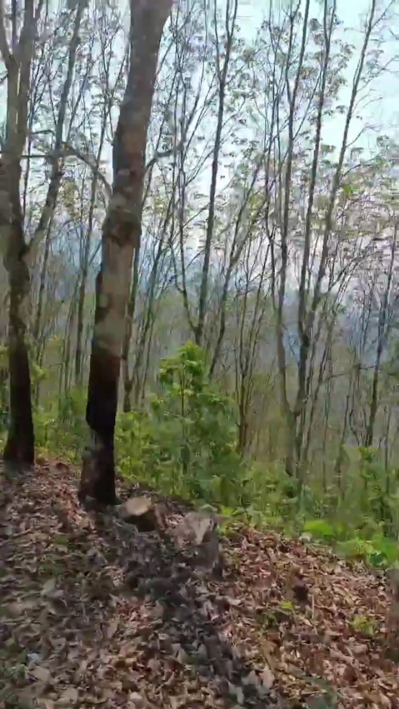 优质橡胶树，20万棵，一次性打包带走，有实力的老板欢迎洽