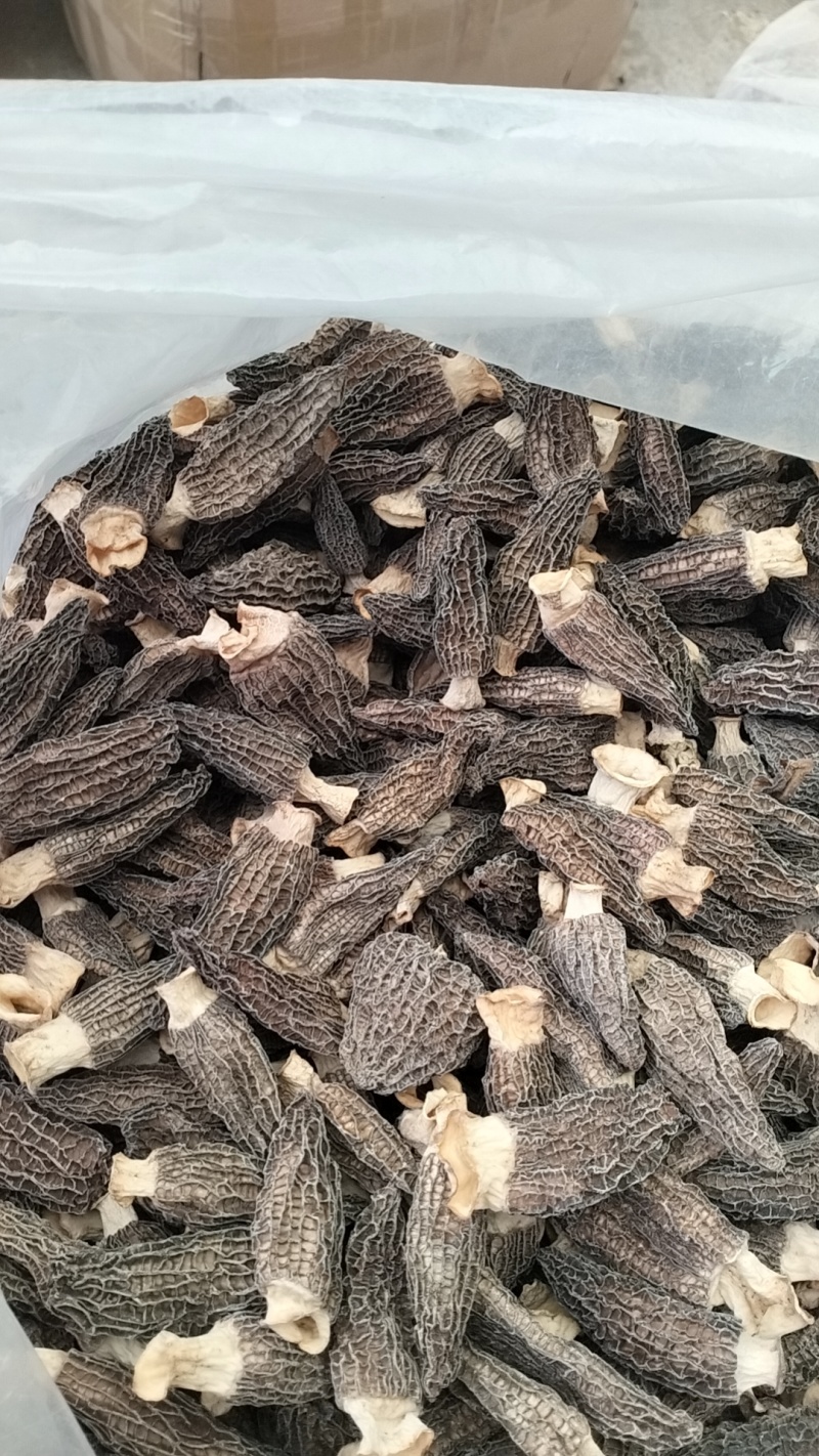 批发羊肚菌，一手货源，全国代收代卖，对接商超，货源稳定