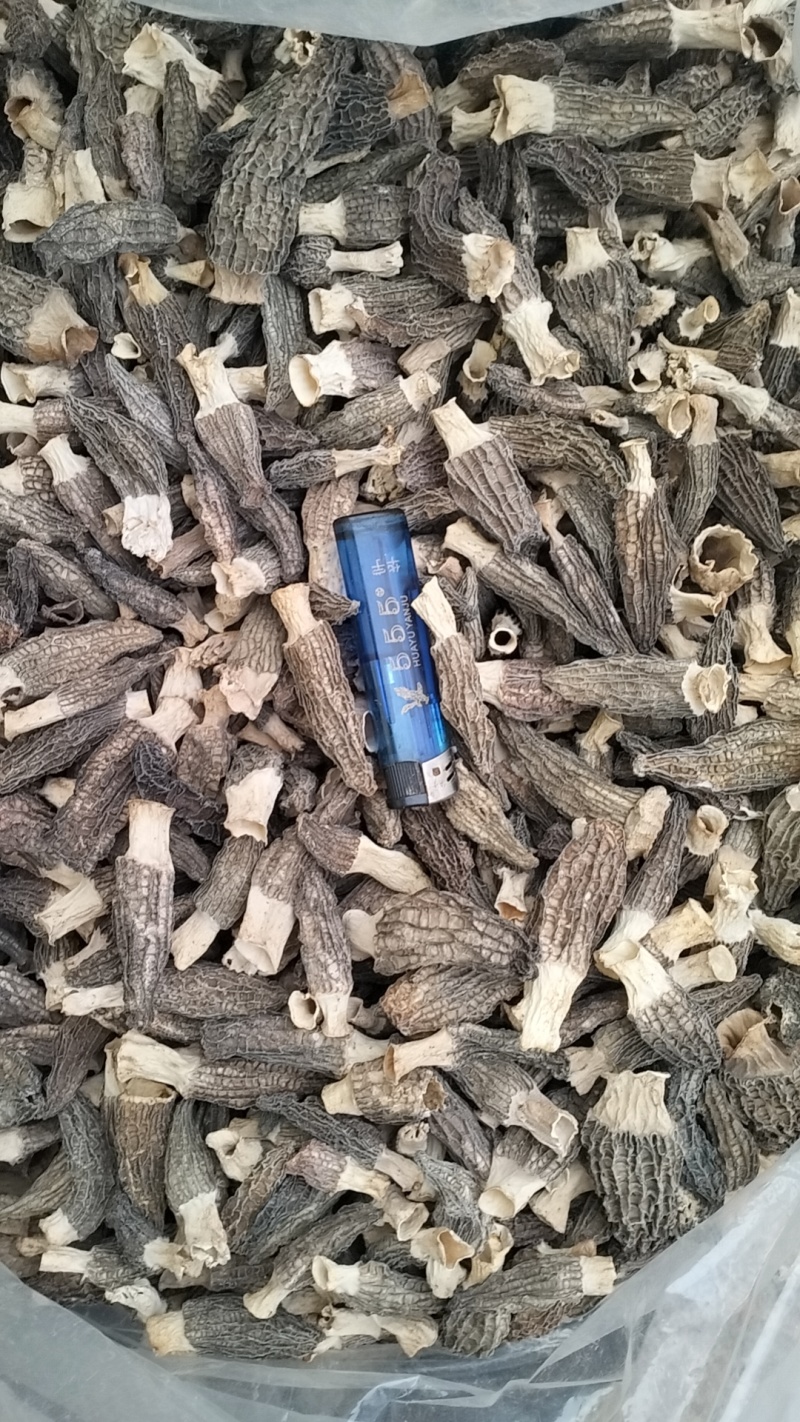 批发羊肚菌，一手货源，全国代收代卖，对接商超，货源稳定
