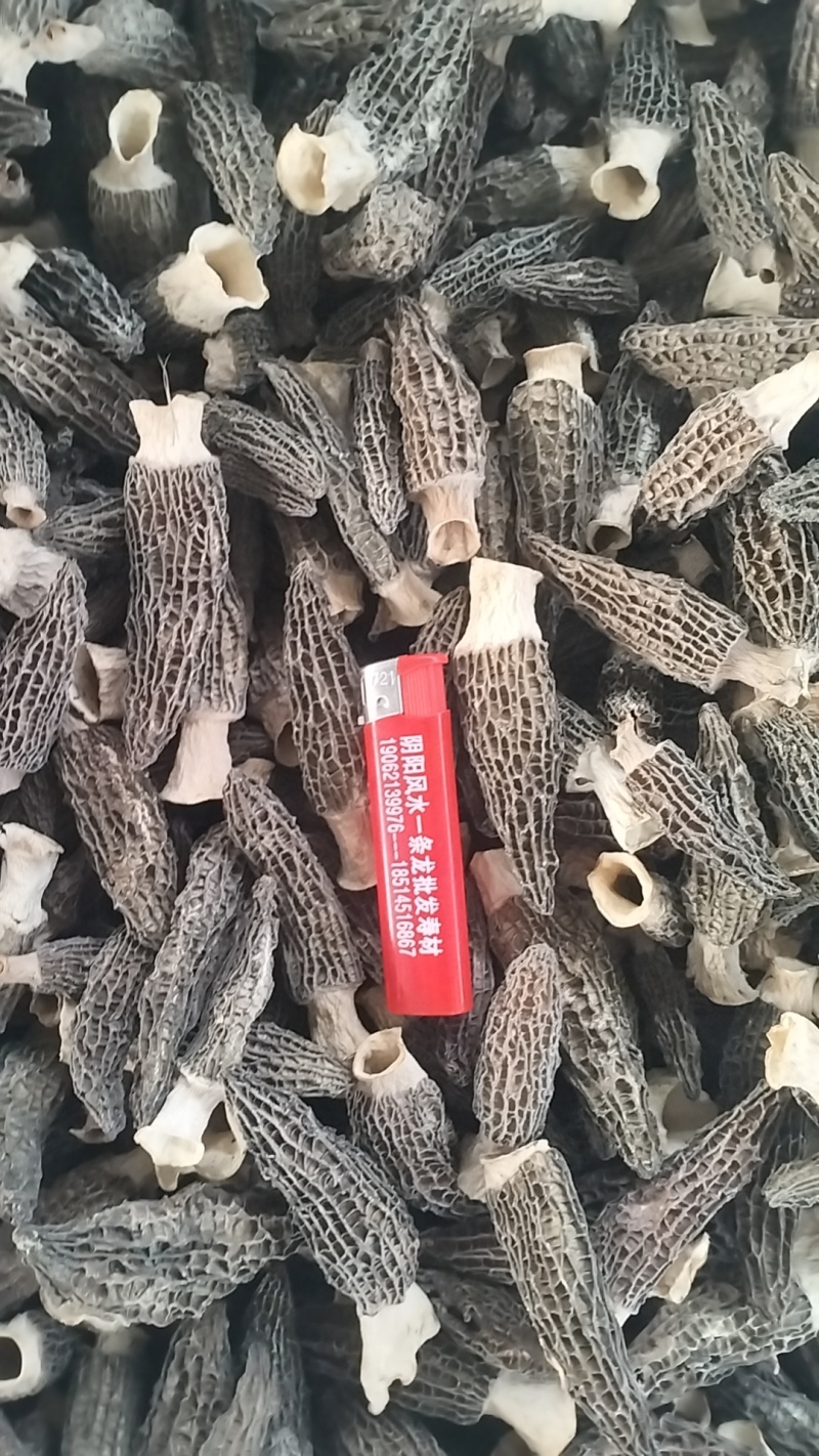 批发羊肚菌，一手货源，全国代收代卖，对接商超，货源稳定