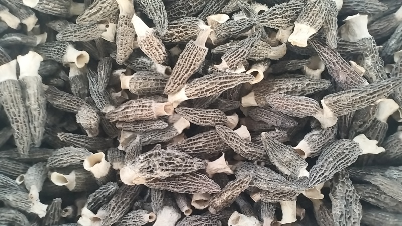 批发羊肚菌，一手货源，全国代收代卖，对接商超，货源稳定