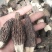 批发羊肚菌，一手货源，全国代收代卖，对接商超，货源稳定