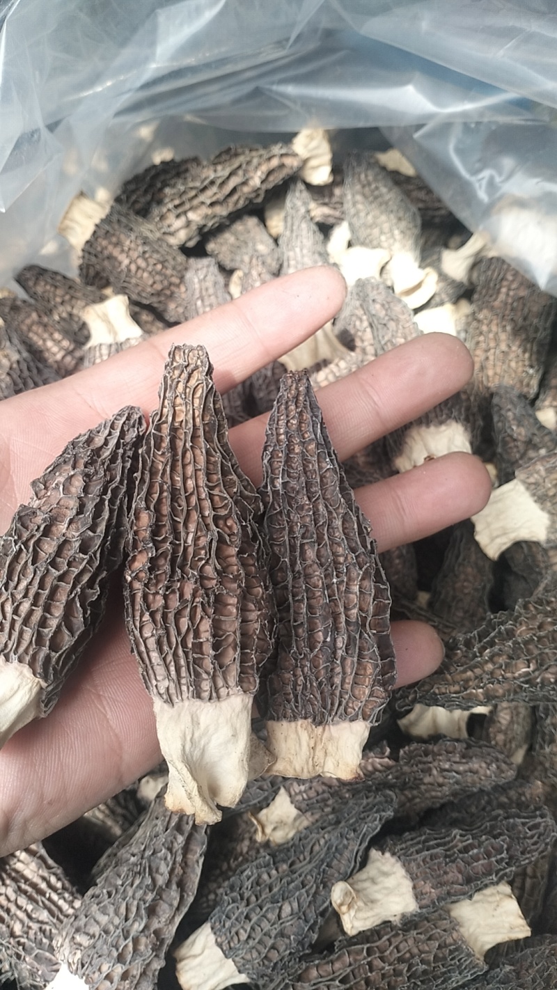 批发羊肚菌，一手货源，全国代收代卖，对接商超，货源稳定