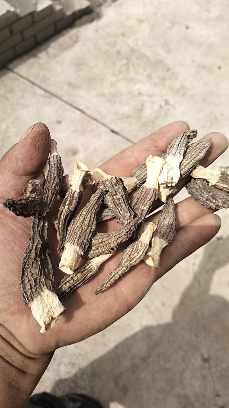 批发羊肚菌，一手货源，全国代收代卖，对接商超，货源稳定