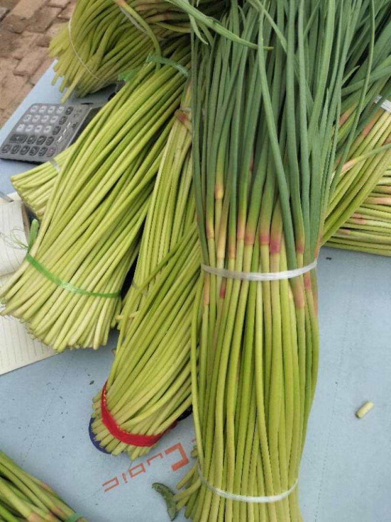 红帽蒜苔少量上市价格随行，需要的老板联系