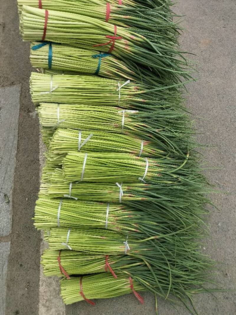 红帽蒜苔少量上市价格随行，需要的老板联系