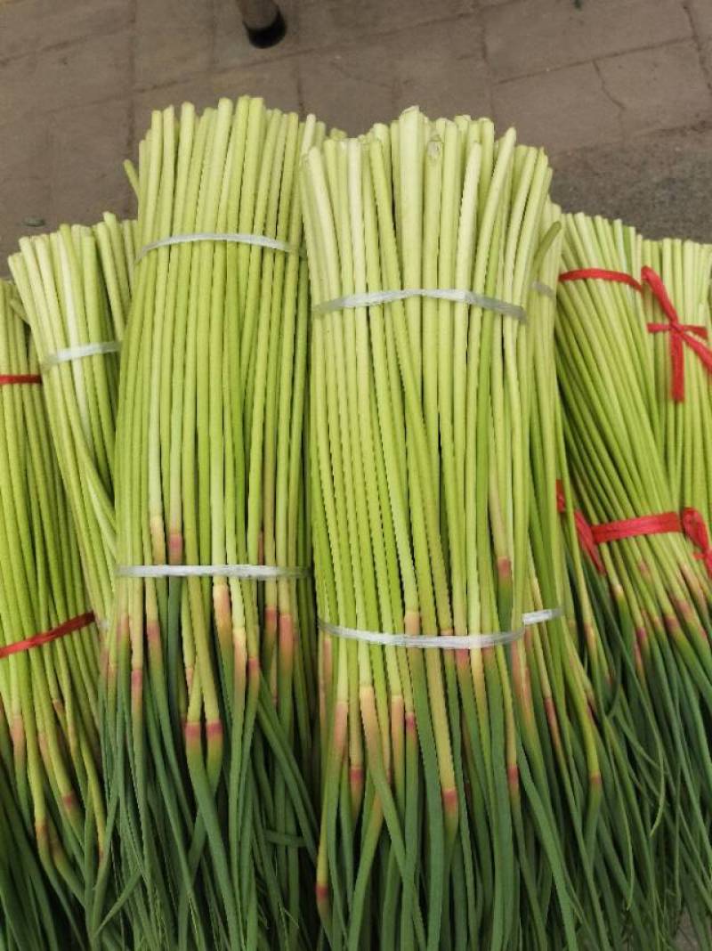 红帽蒜苔少量上市价格随行，需要的老板联系
