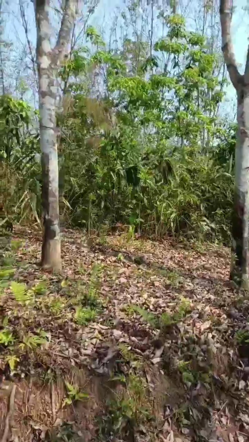 优质橡胶树，20万棵，一次性打包带走，有实力的老板欢迎洽