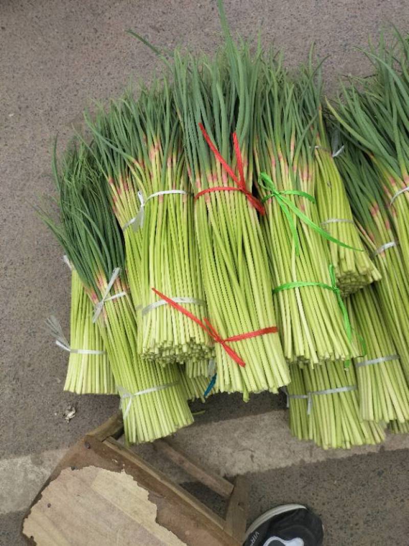红帽蒜苔少量上市价格随行，需要的老板联系