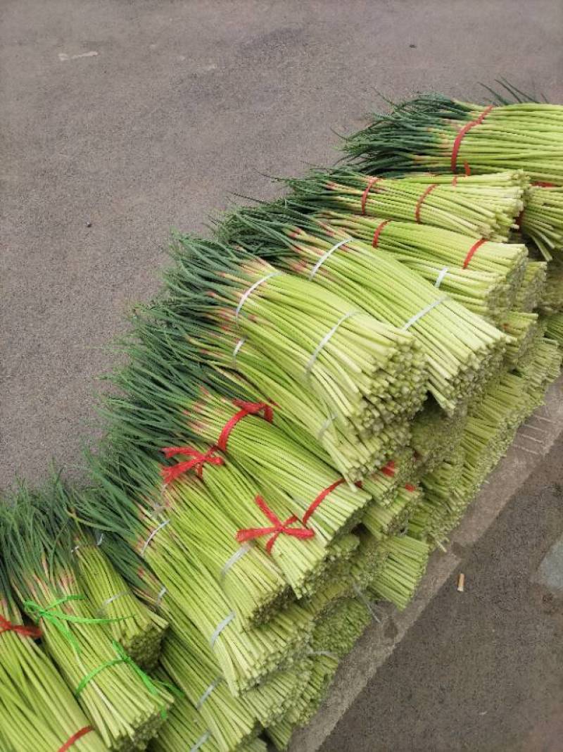 红帽蒜苔少量上市价格随行，需要的老板联系