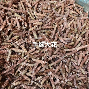 2025夏枯草夏枯球，精品手选大花，色靓个大，颗颗饱满