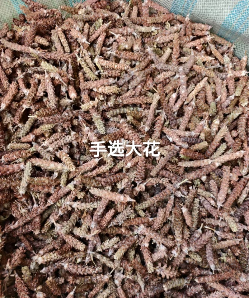 2025夏枯草夏枯球，精品手选大花，色靓个大，颗颗饱满