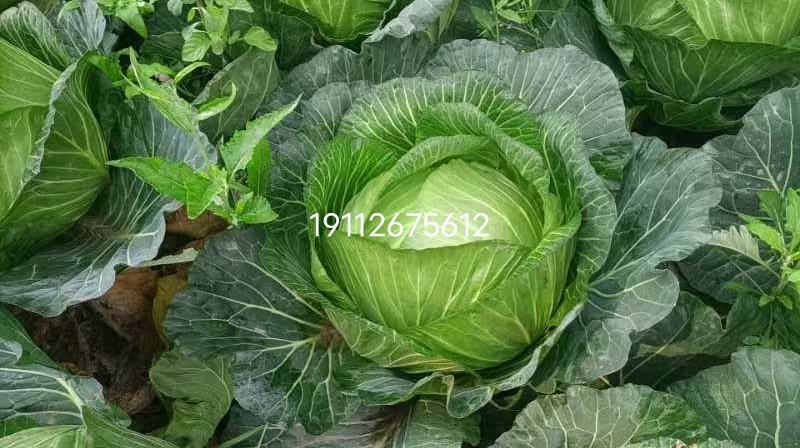 春包菜冬脆(冬翠)，翡翠，多来福二脆莲白