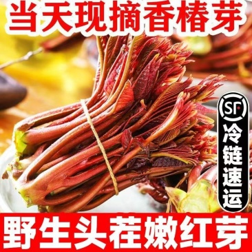 山东香椿芽，红油香椿芽，大量现货，新鲜上市，现摘现发，对
