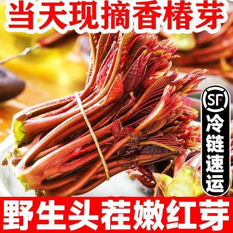 山东香椿芽，红油香椿芽，大量现货，新鲜上市，现摘现发，对