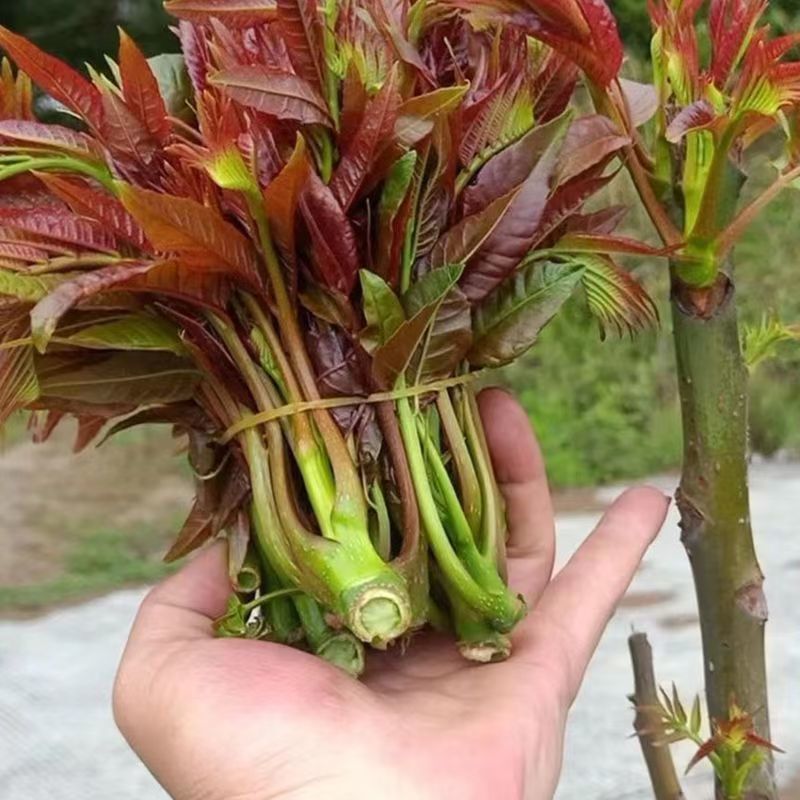 山东香椿芽，红油香椿芽，大量现货，新鲜上市，现摘现发，对