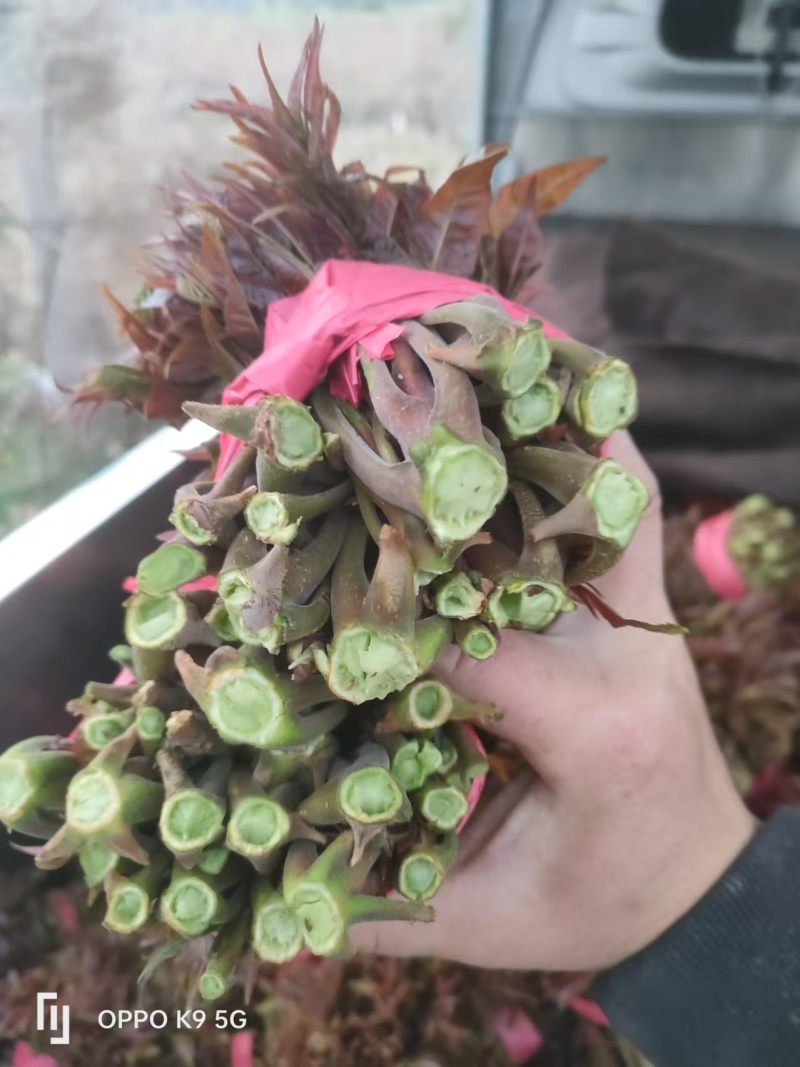 山东香椿芽，红油香椿芽，大量现货，新鲜上市，现摘现发，对