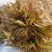 山东香椿芽，红油香椿芽，大量现货，新鲜上市，现摘现发，对