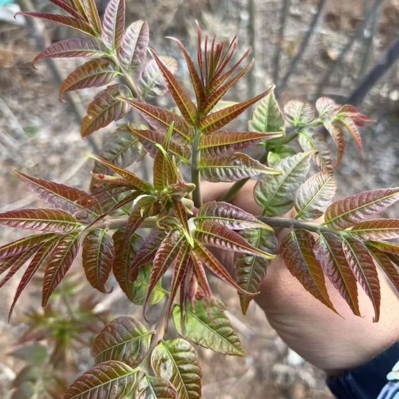 山东香椿芽，红油香椿芽，大量现货，新鲜上市，现摘现发，对