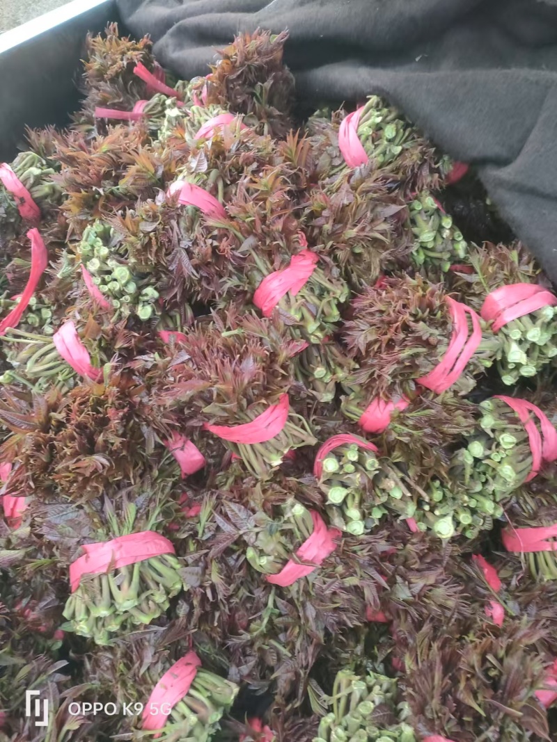 山东香椿芽，红油香椿芽，大量现货，新鲜上市，现摘现发，对
