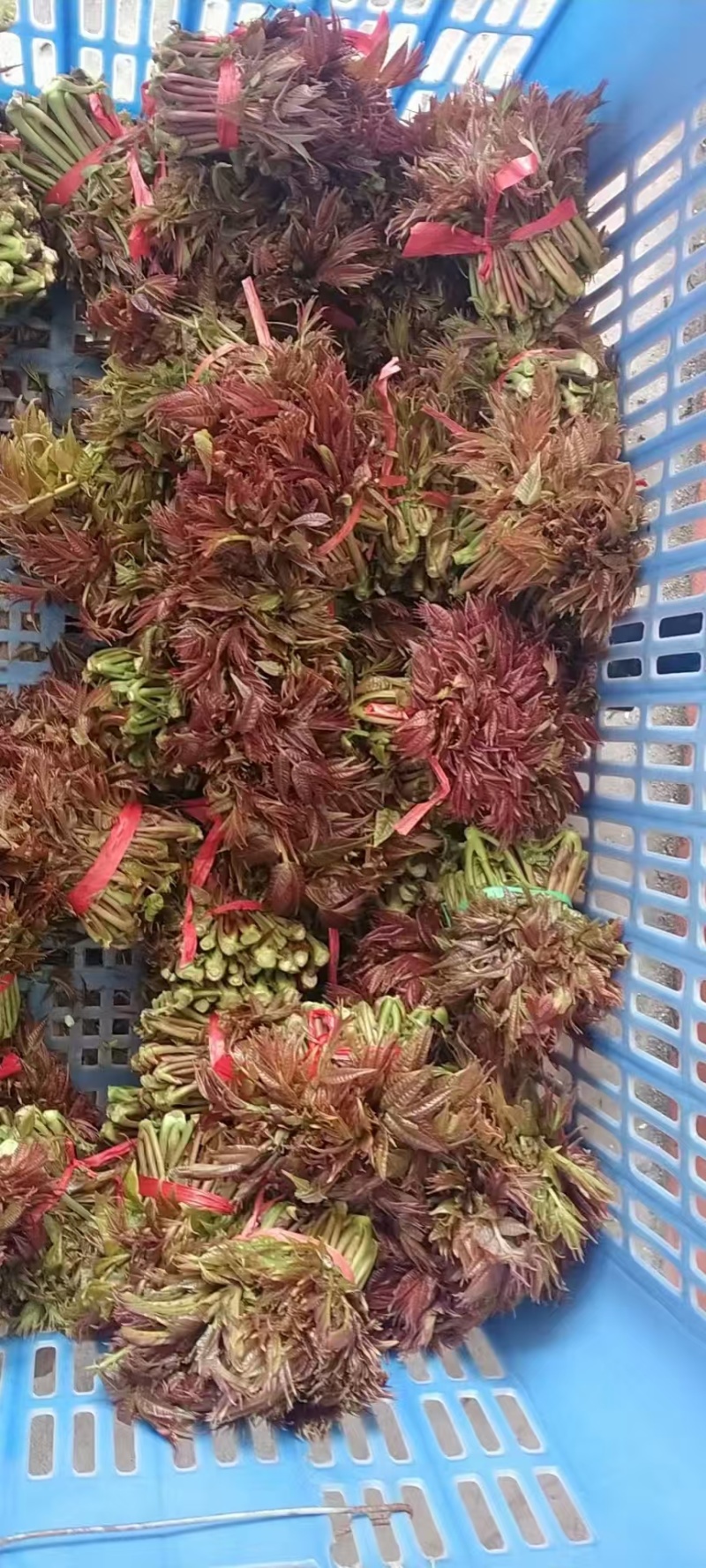 山东香椿芽，红油香椿芽，大量现货，新鲜上市，现摘现发，对